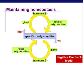 Physiology - HORMONES